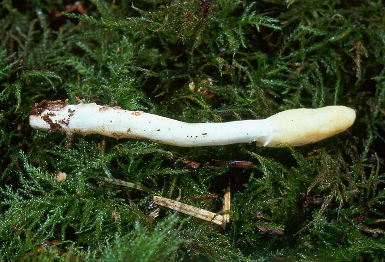 Hypocrea leucopus